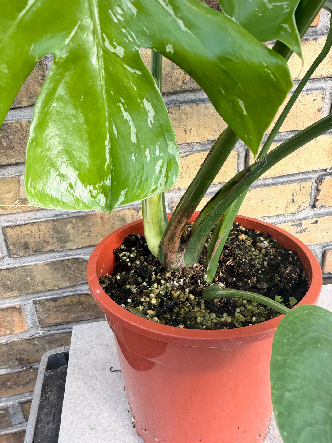 Monstera bulbasaur XL