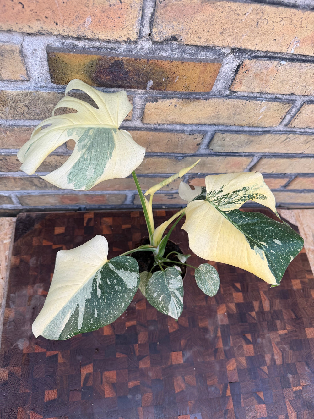 Monstera Thai constellation crème burlee