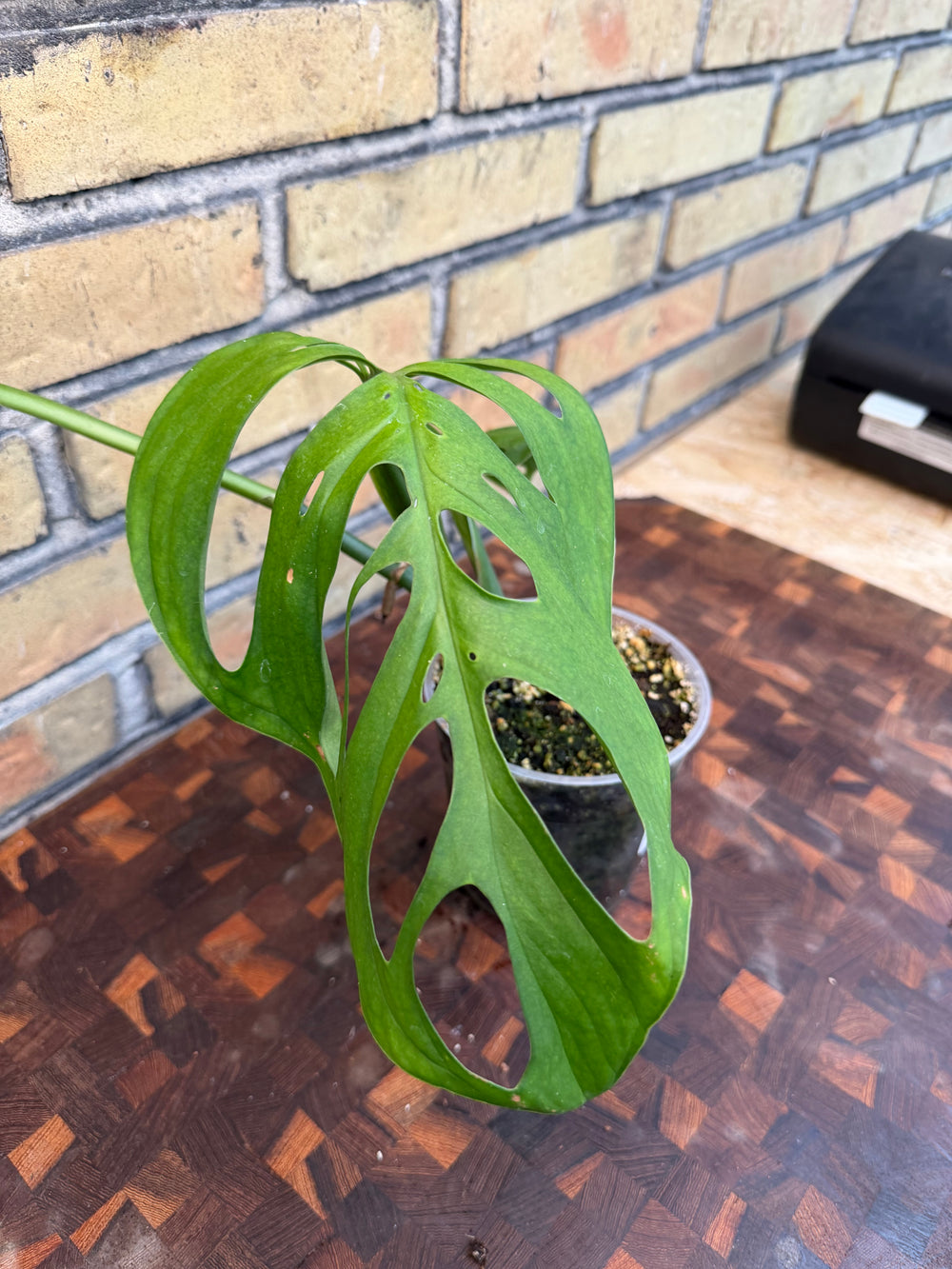 Monstera esqueleto 12 cm