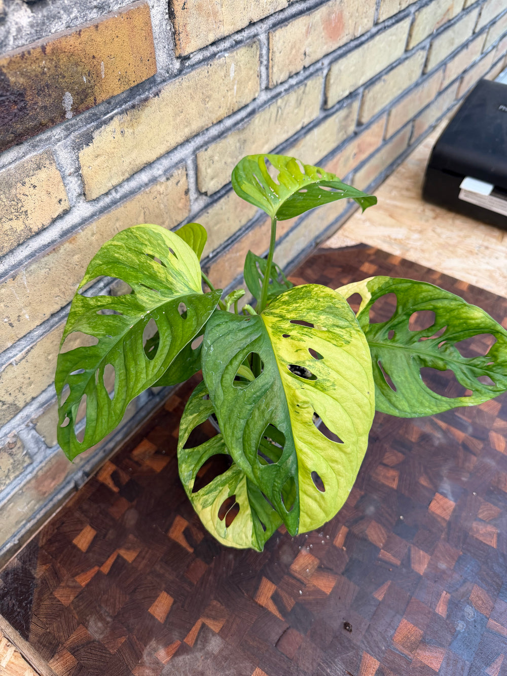 Monstera adansonii aurea
