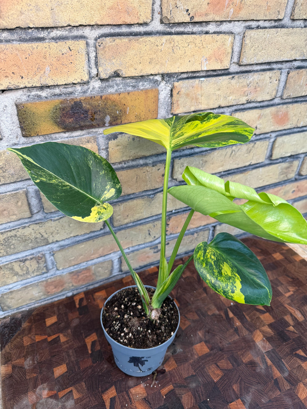 Monstera aurea yellow Marilyn