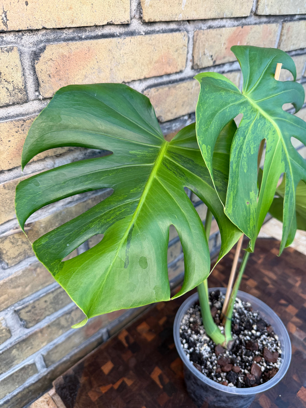 Monstera Green on Green