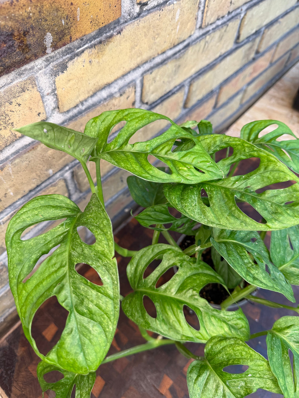 Monstera Adansonii eu mint