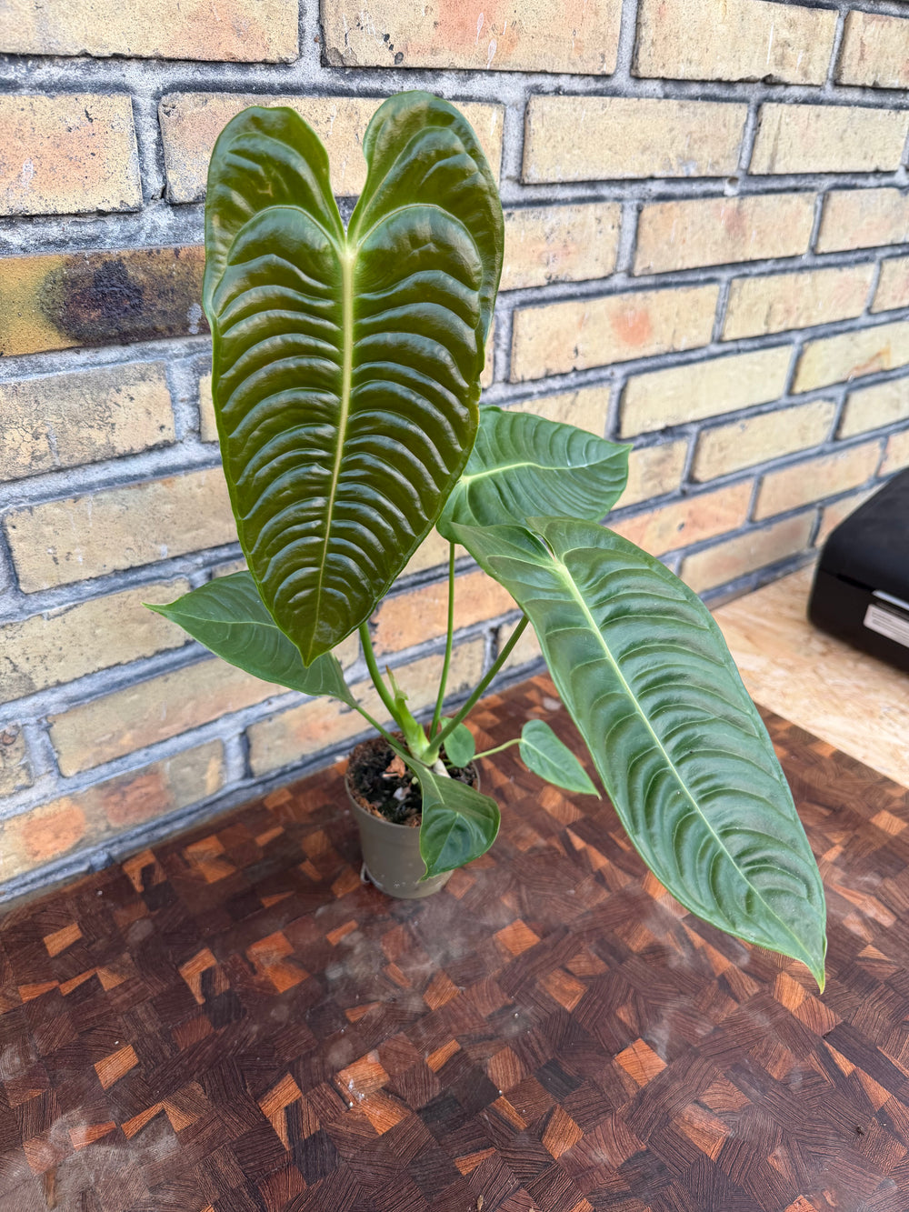 Anthurium veitchii ‘king’