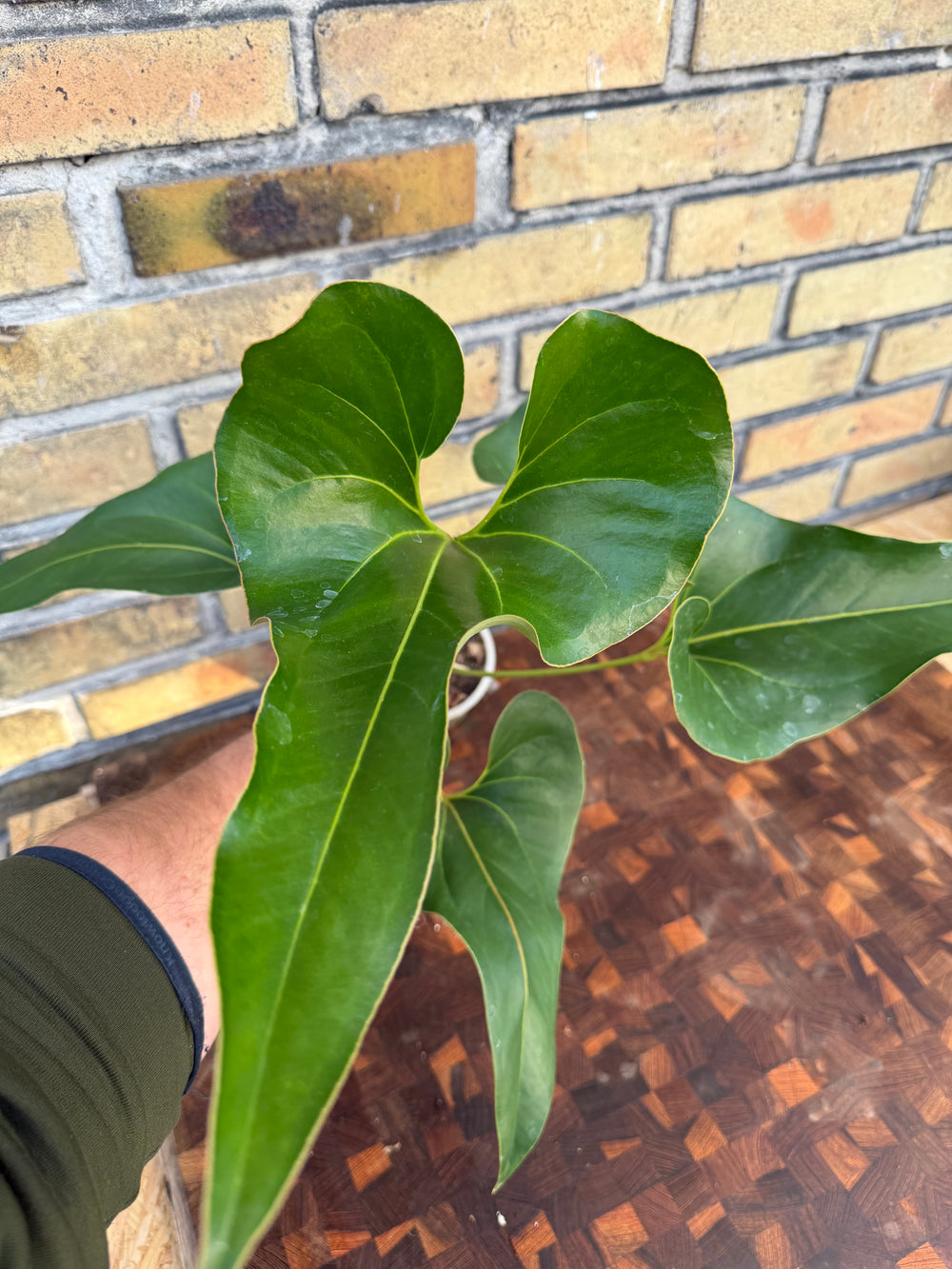 Anthurium brownii