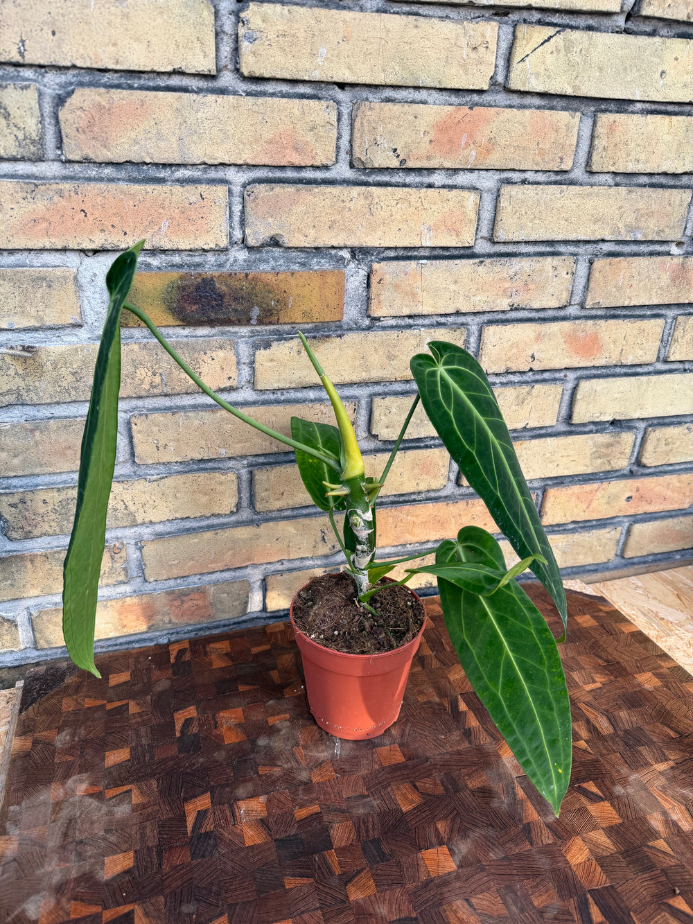 Anthurium warocqueanum ‘Queen’