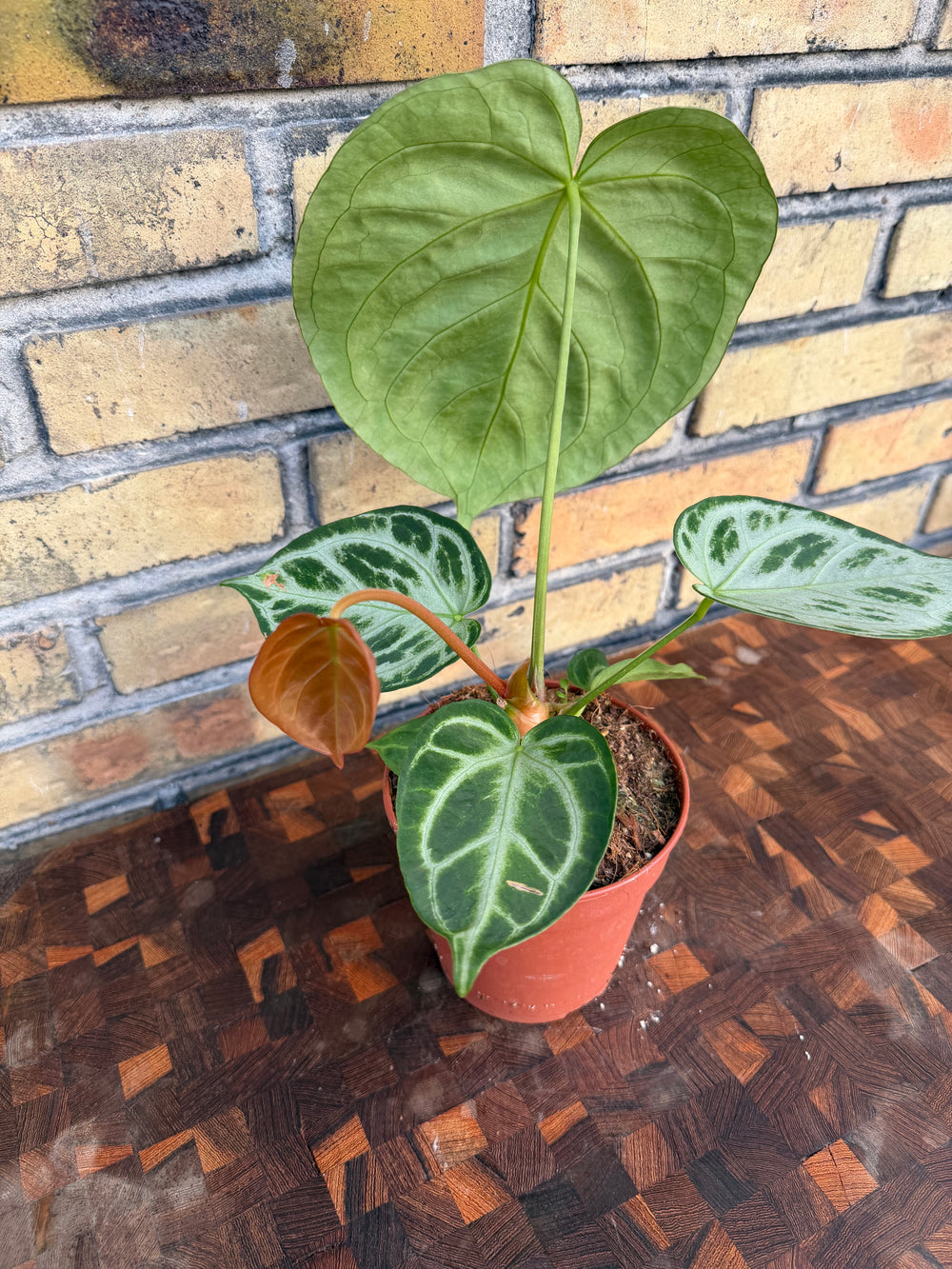 Anthurium silver blush