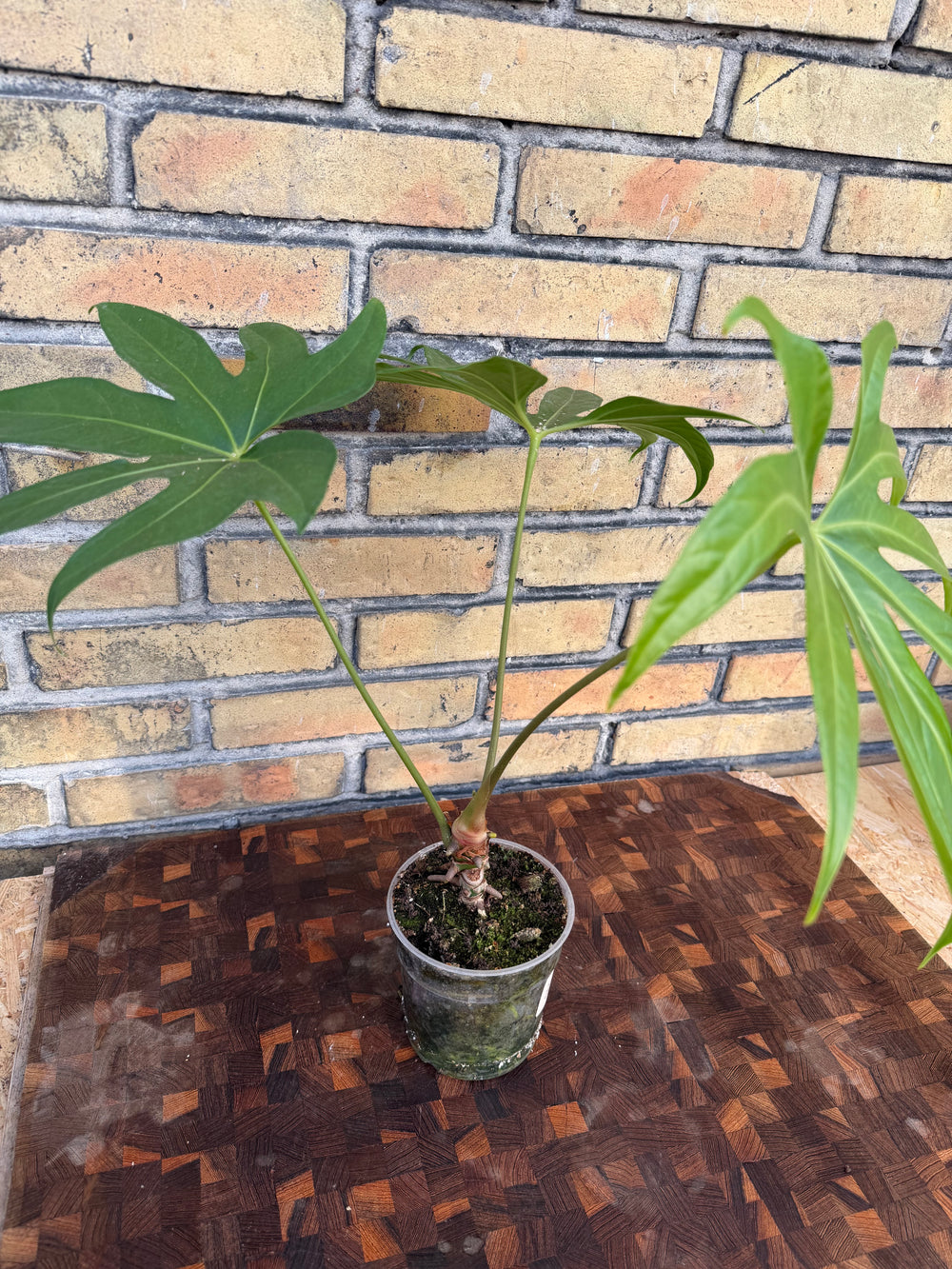 Anthurium macrolobium