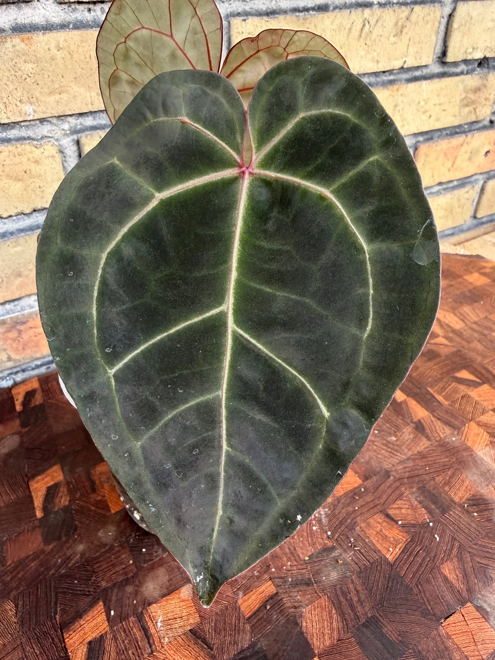 Anthurium ace of space x self
