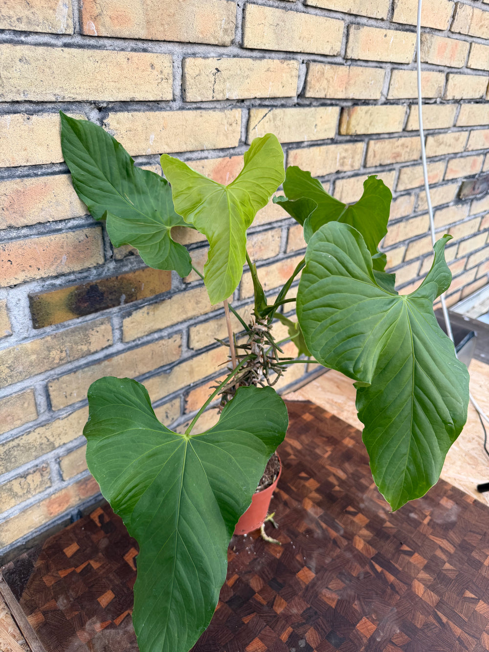Anthurium baloanum XXL