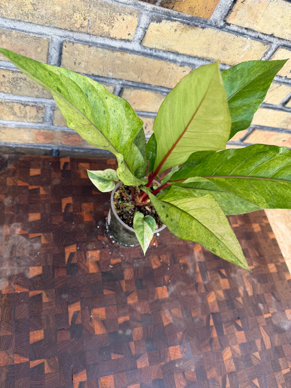 Anthurium hookii variagata