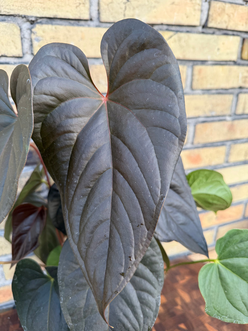 Anthurium Moodeanum XXL