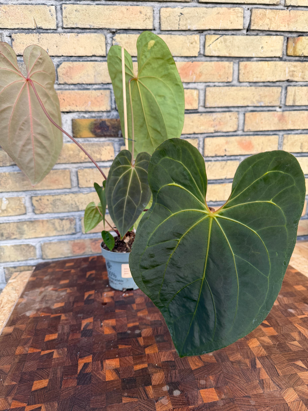 Anthurium dark phoenix hybrid