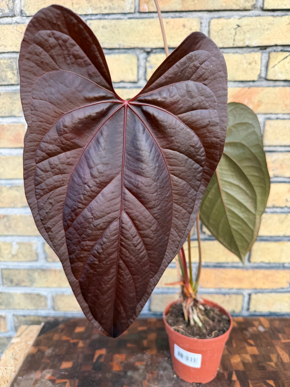 Anthurium queen of hearts XXL