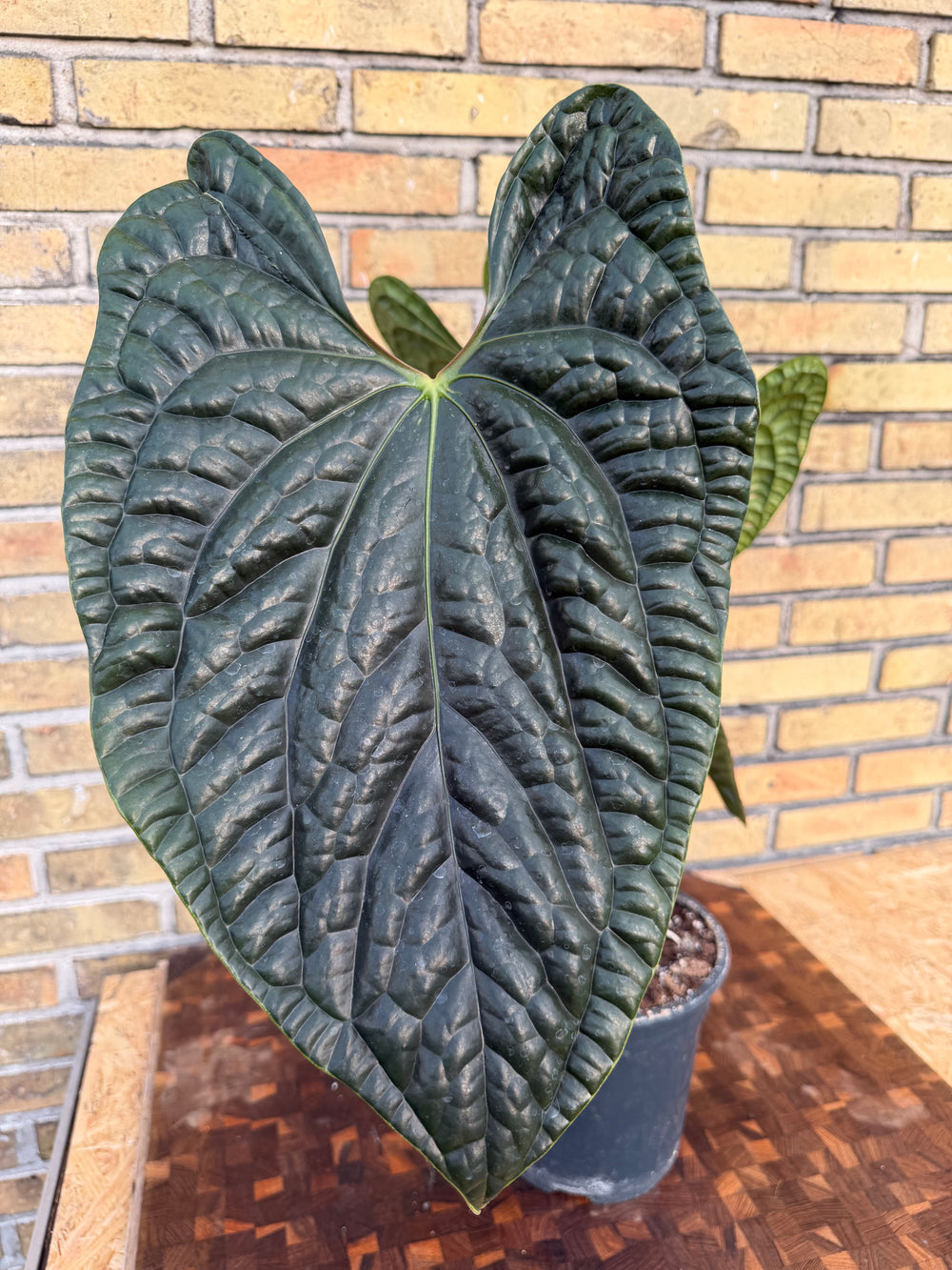 Anthurium luxurians XXL
