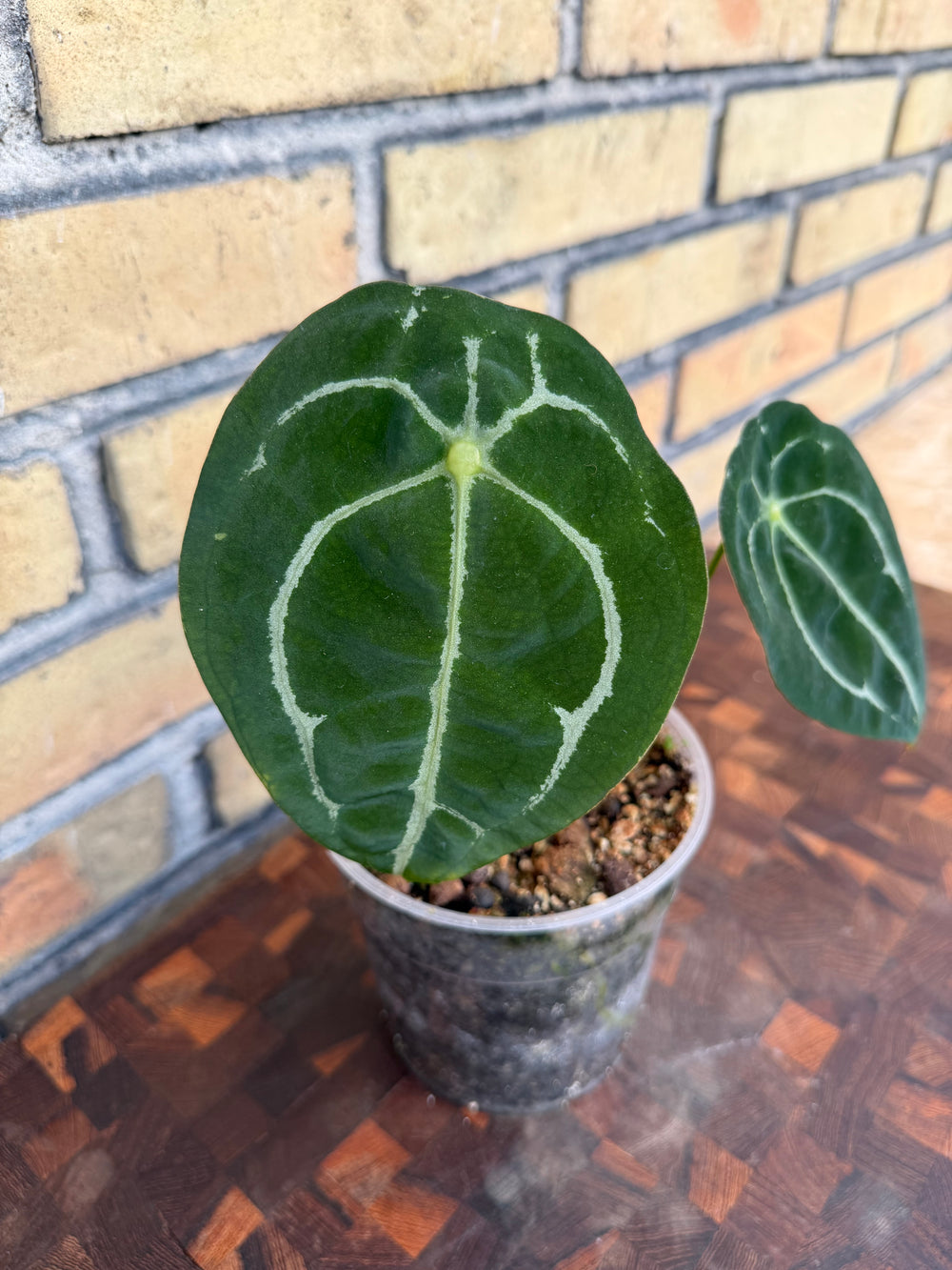 Anthurium forgetii hybrid
