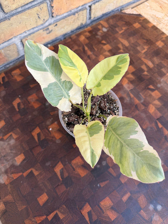 Philodendron burle Marx lava White