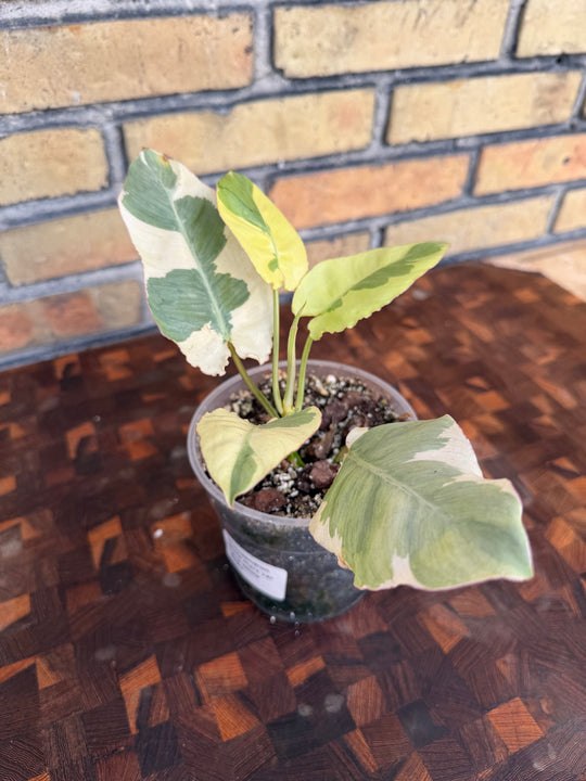 Philodendron burle Marx lava White