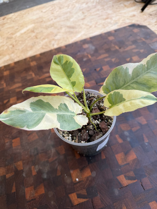 Philodendron burle Marx lava White