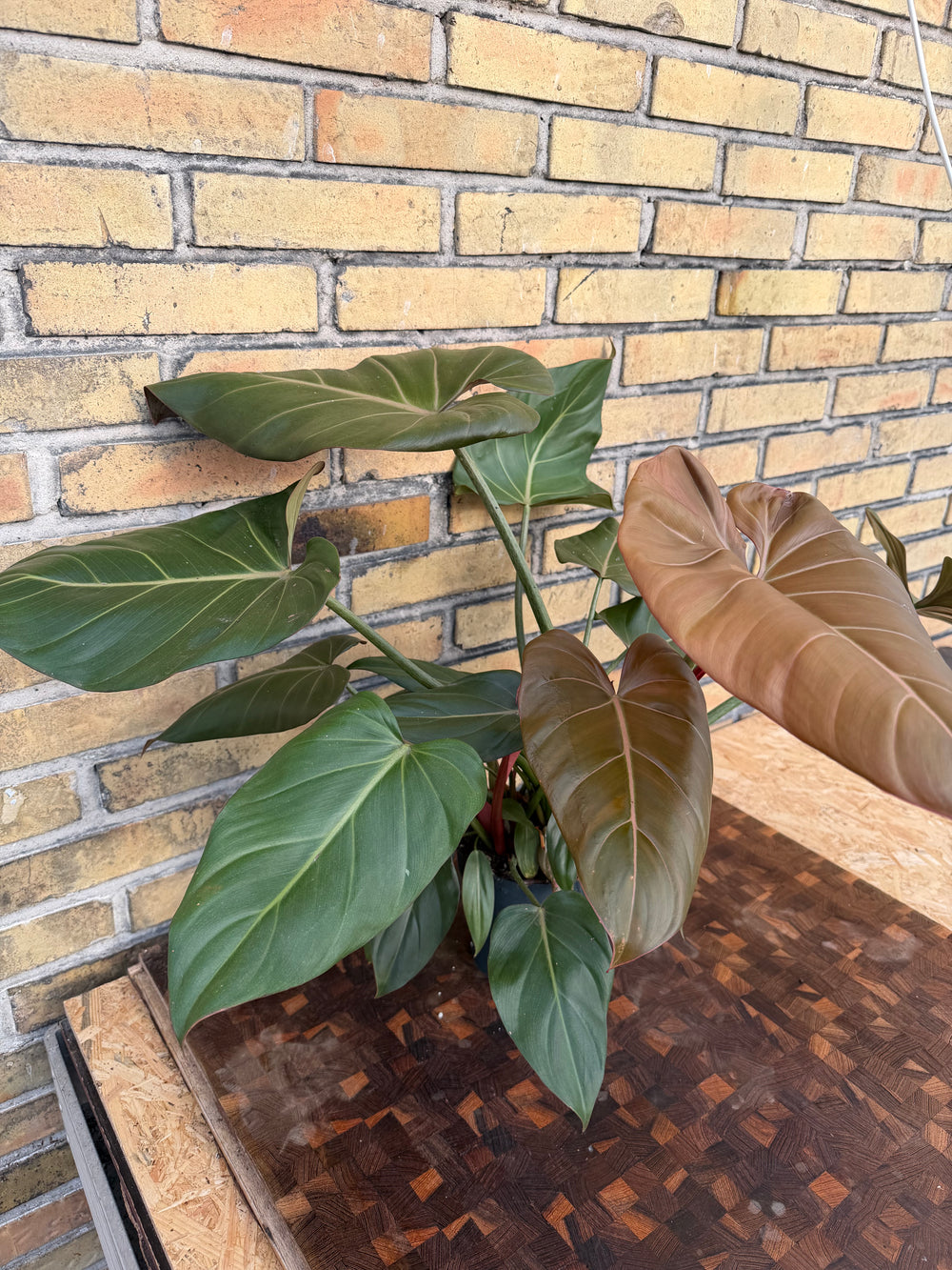 Philodendron summer glory XXL