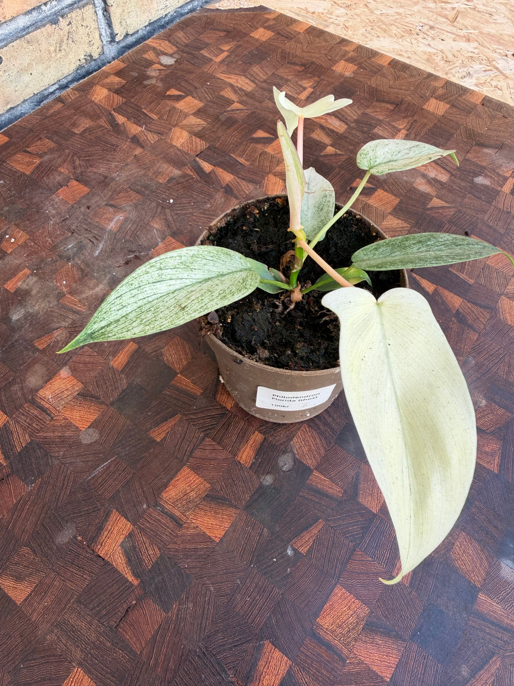 Philodendron Florida ghost