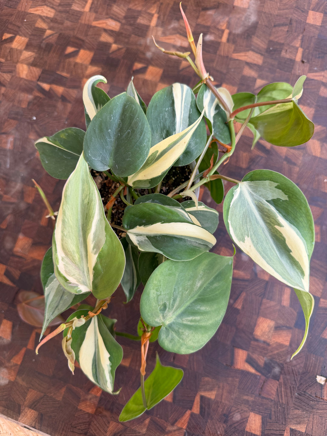 Philodendron Rio Rotten Philodendron Rio – Nordic Hydro