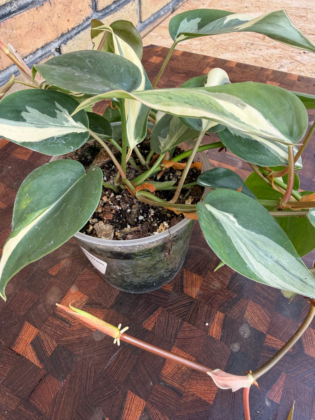 Philodendron Rio Rotten Philodendron Rio – Nordic Hydro
