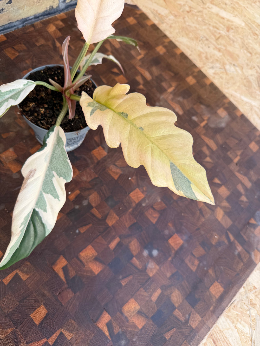 Philodendron caramel marble ‘lava’