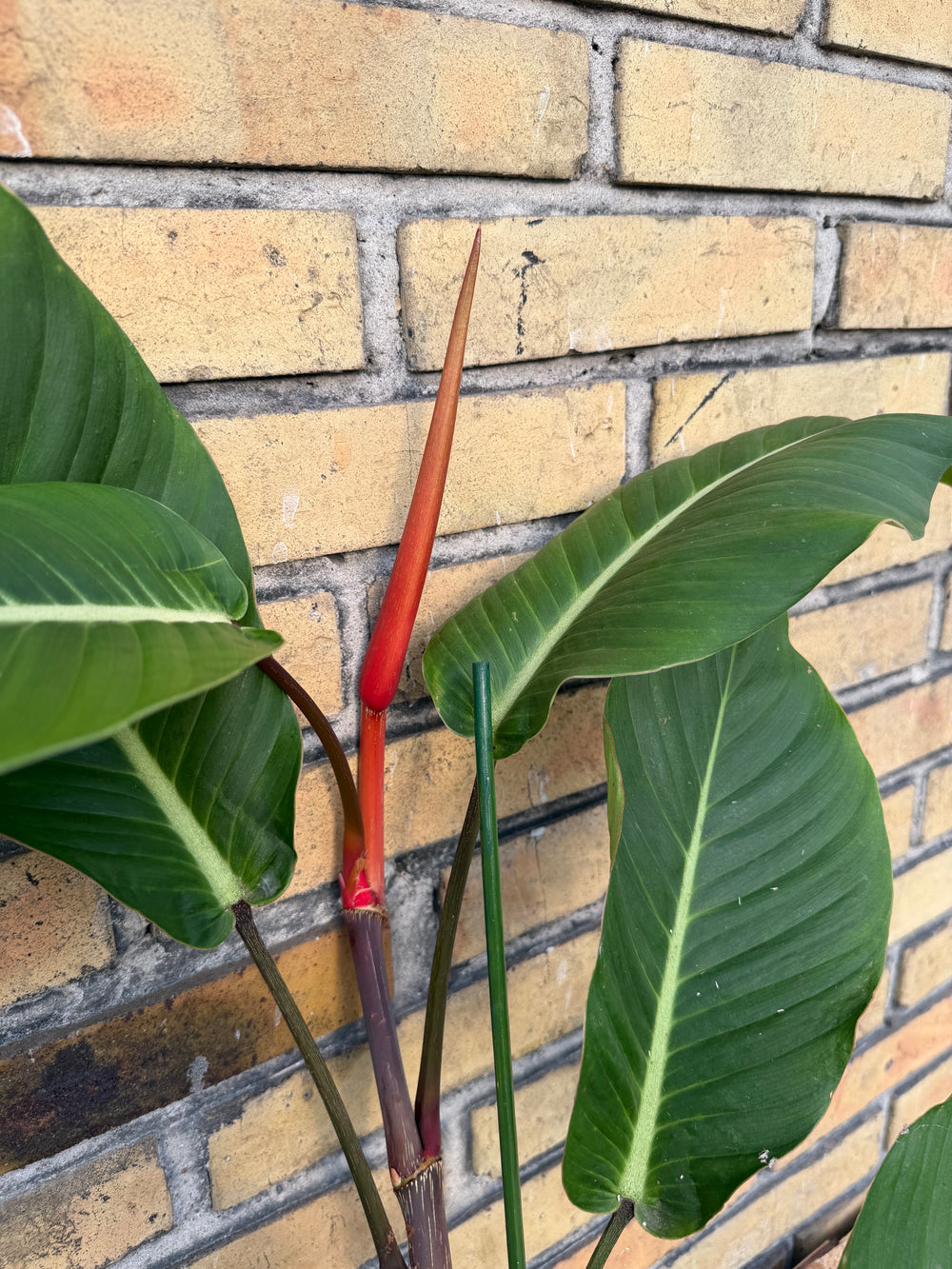 Philodendron geniculatum ‘jet streak’