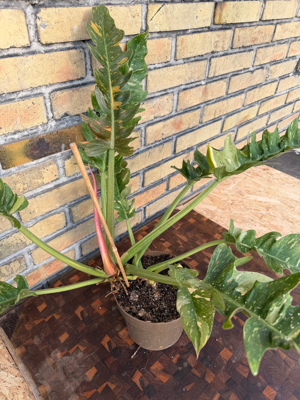 Philodendron ring of fire XXL