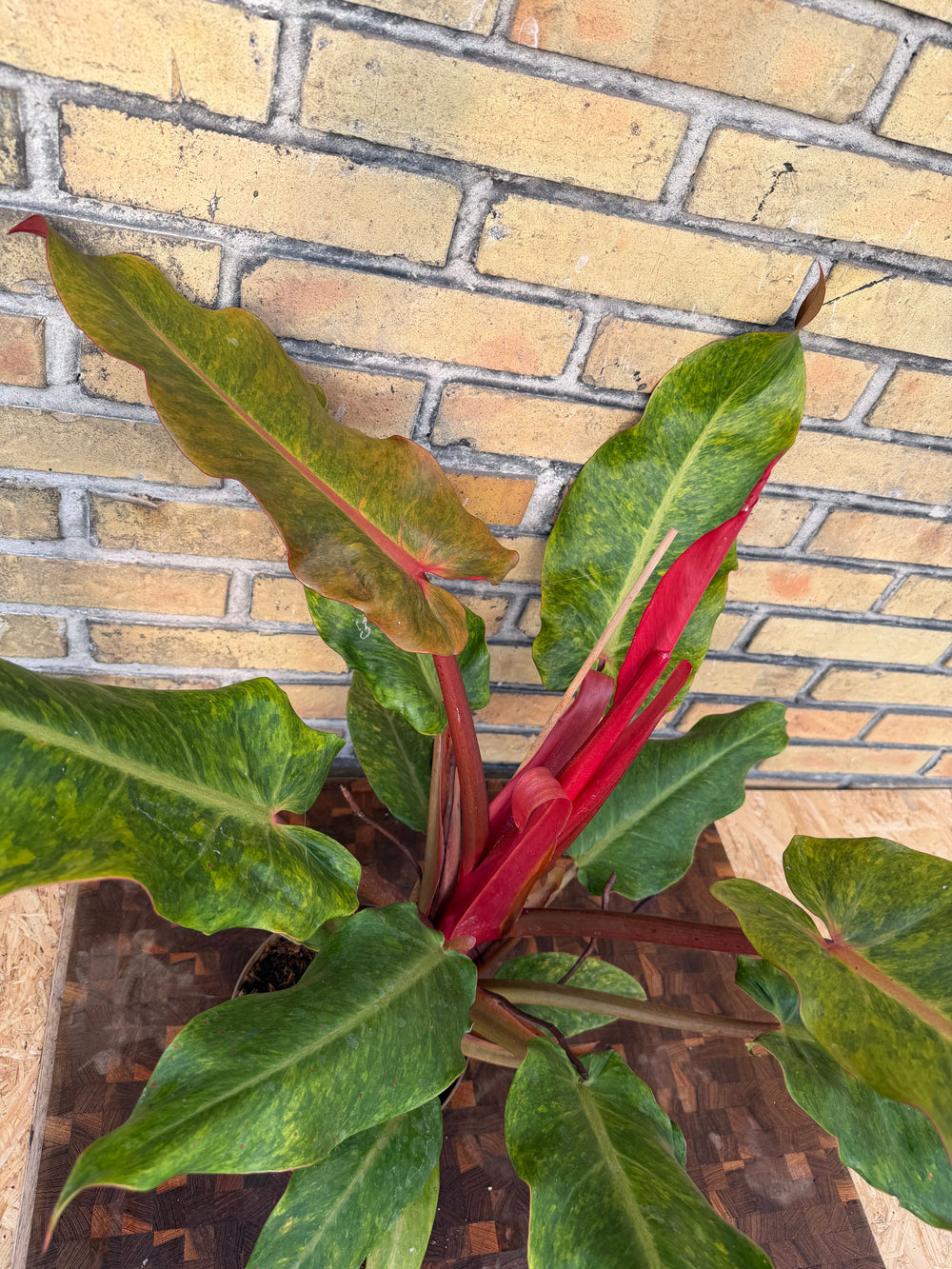 Philodendron orange marmalade XXL