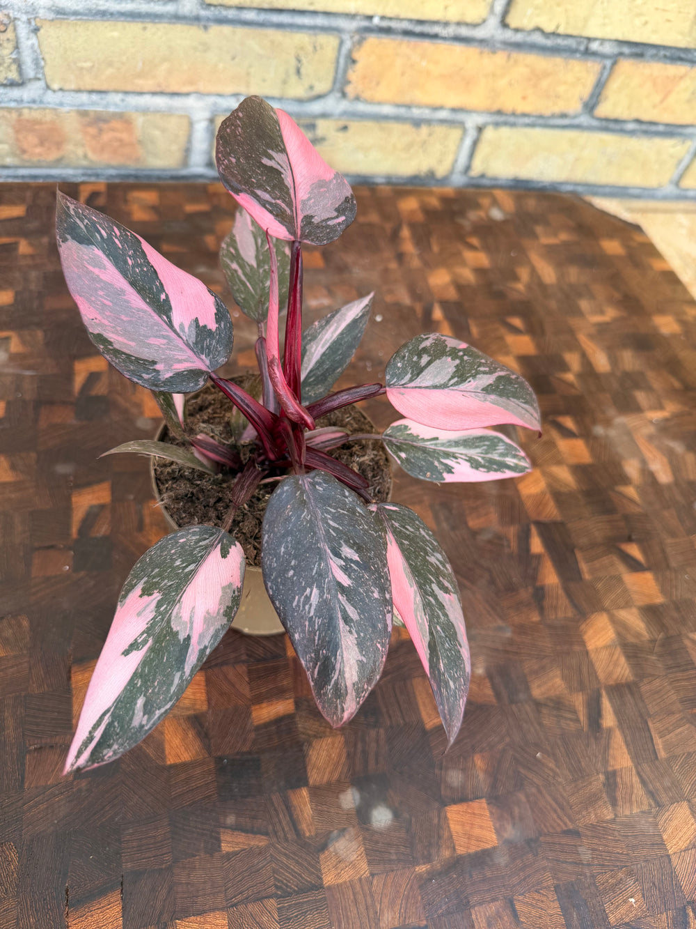 Philodendron pink princess marble galaxy