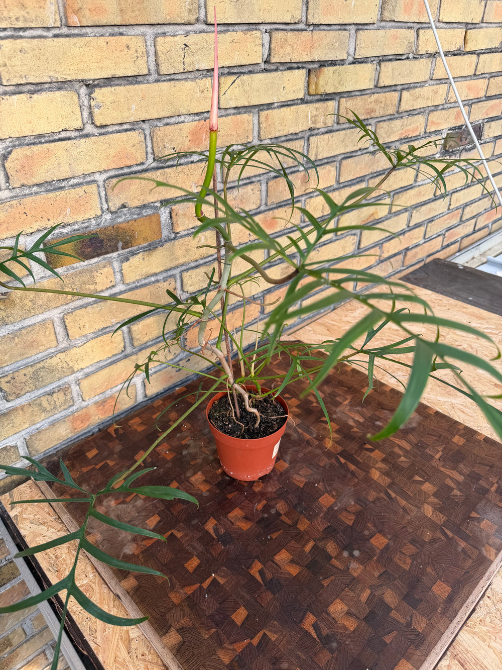 Philodendron polypodioides XXL