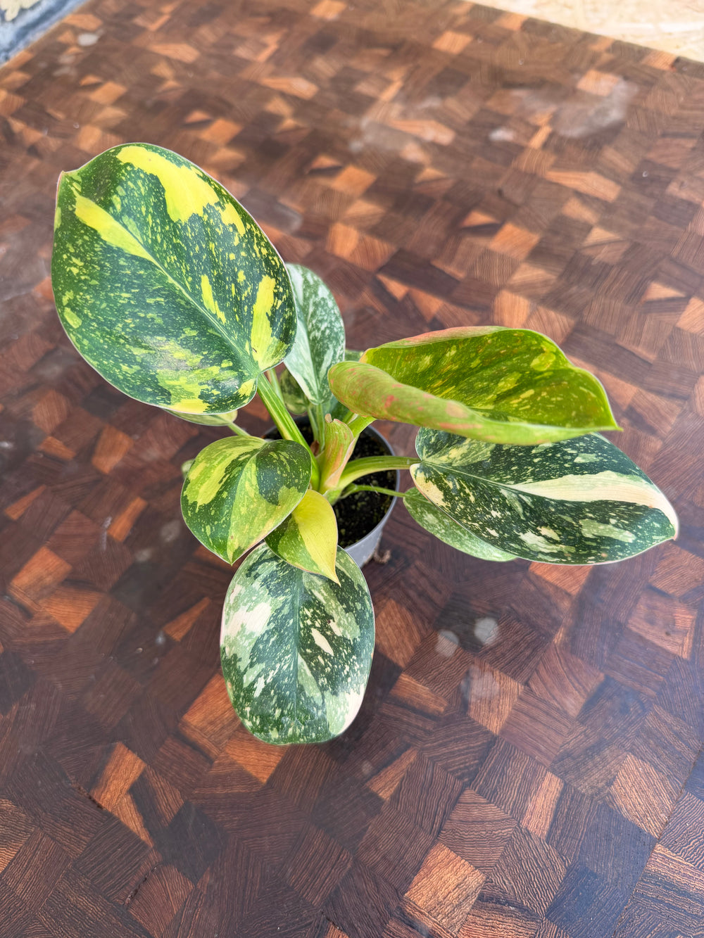 Philodendron Congo Varigata