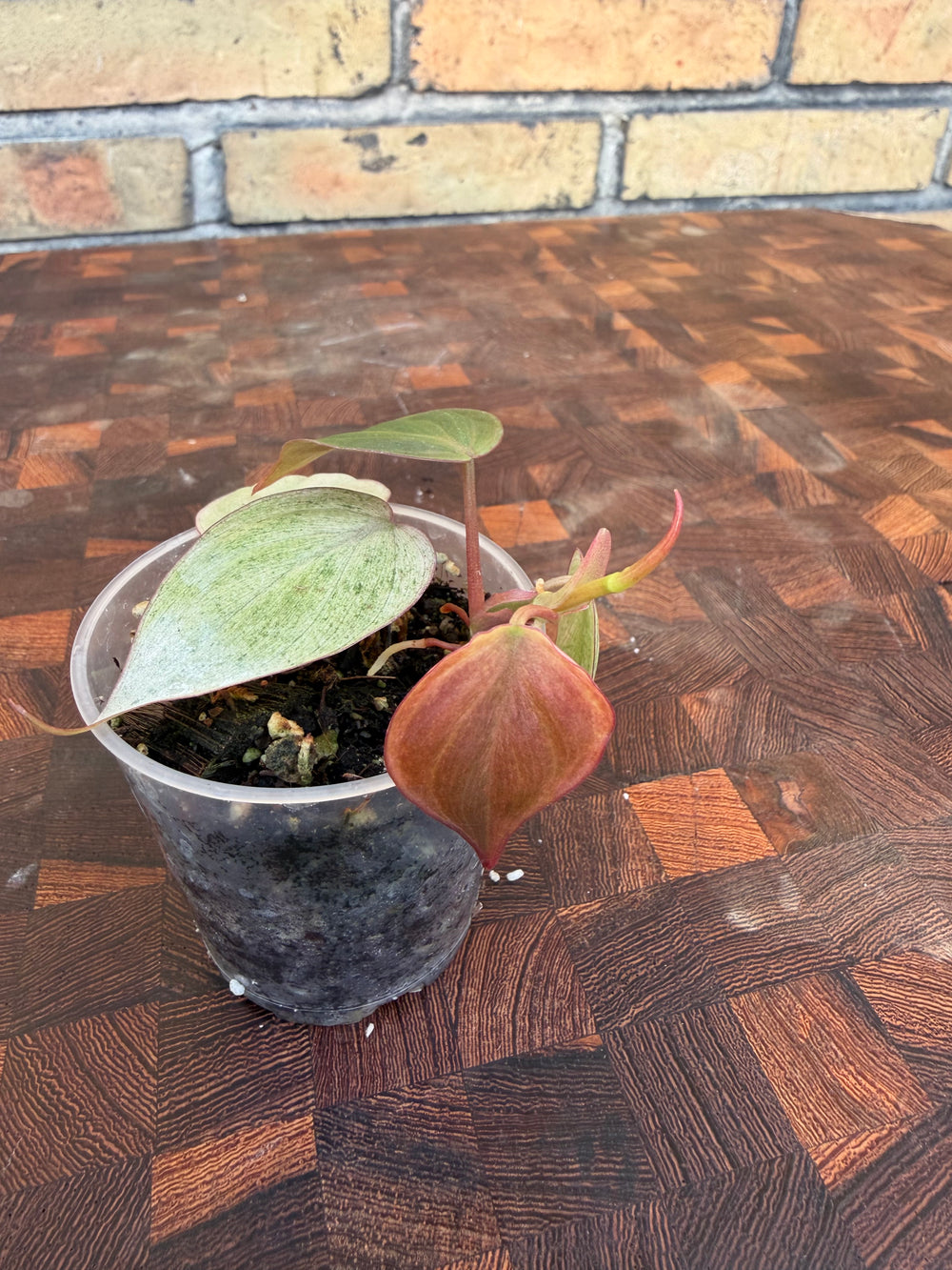 Philodendron micans pink marble