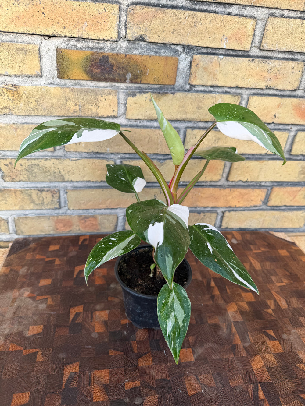 Philodendron white princess