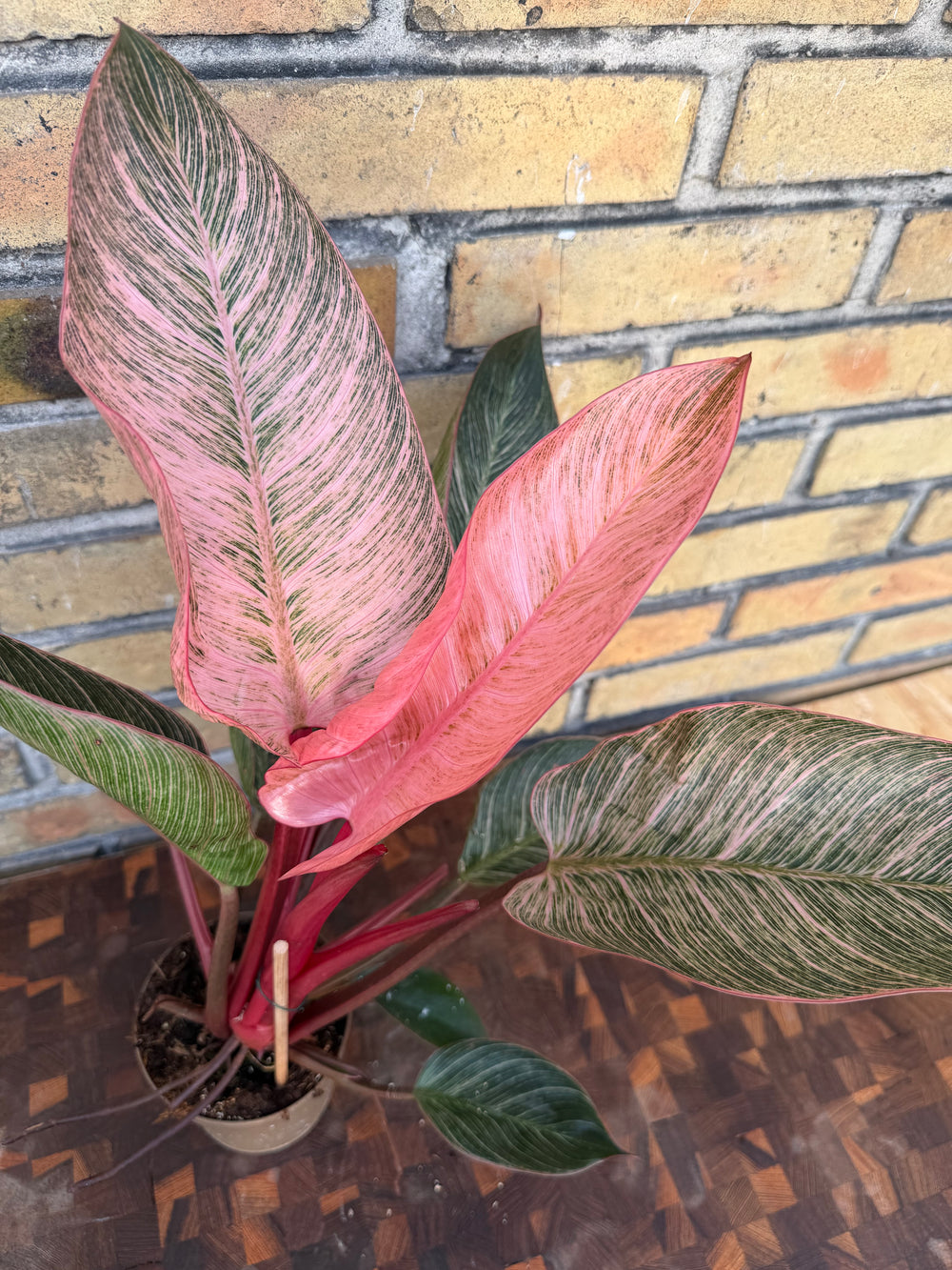 Philodendron birkin pink