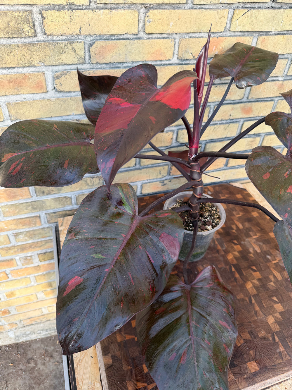 Philodendron princess of orange