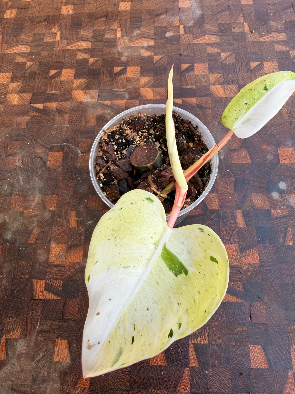 Philodendron fresh aurea