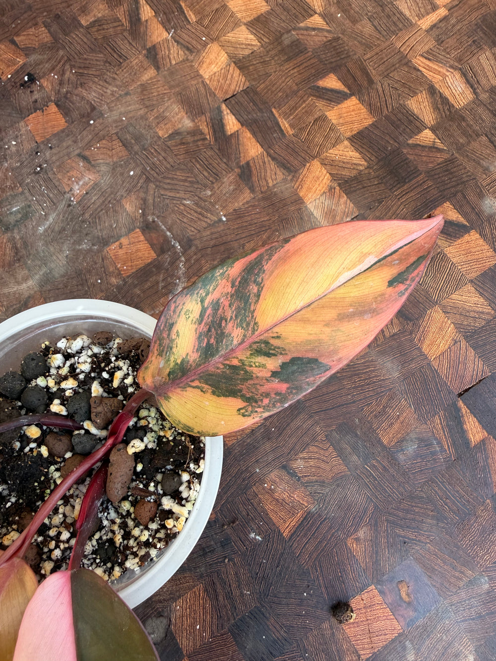 Philodendron princess of fire