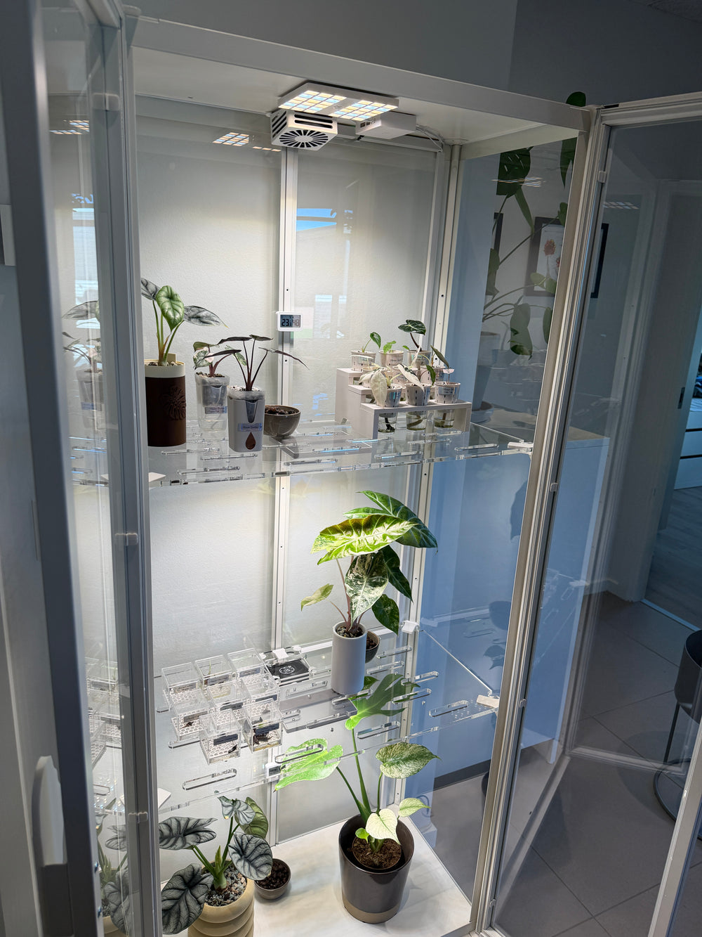 LED Growlight for Milsbo