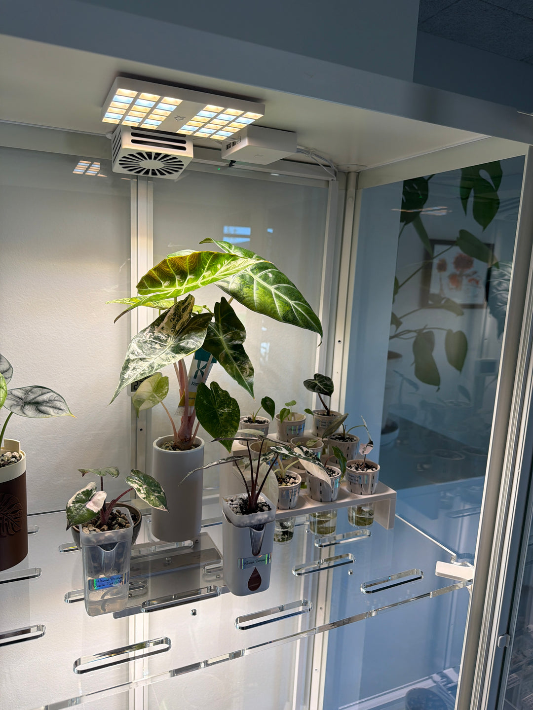 LED Growlight for Milsbo