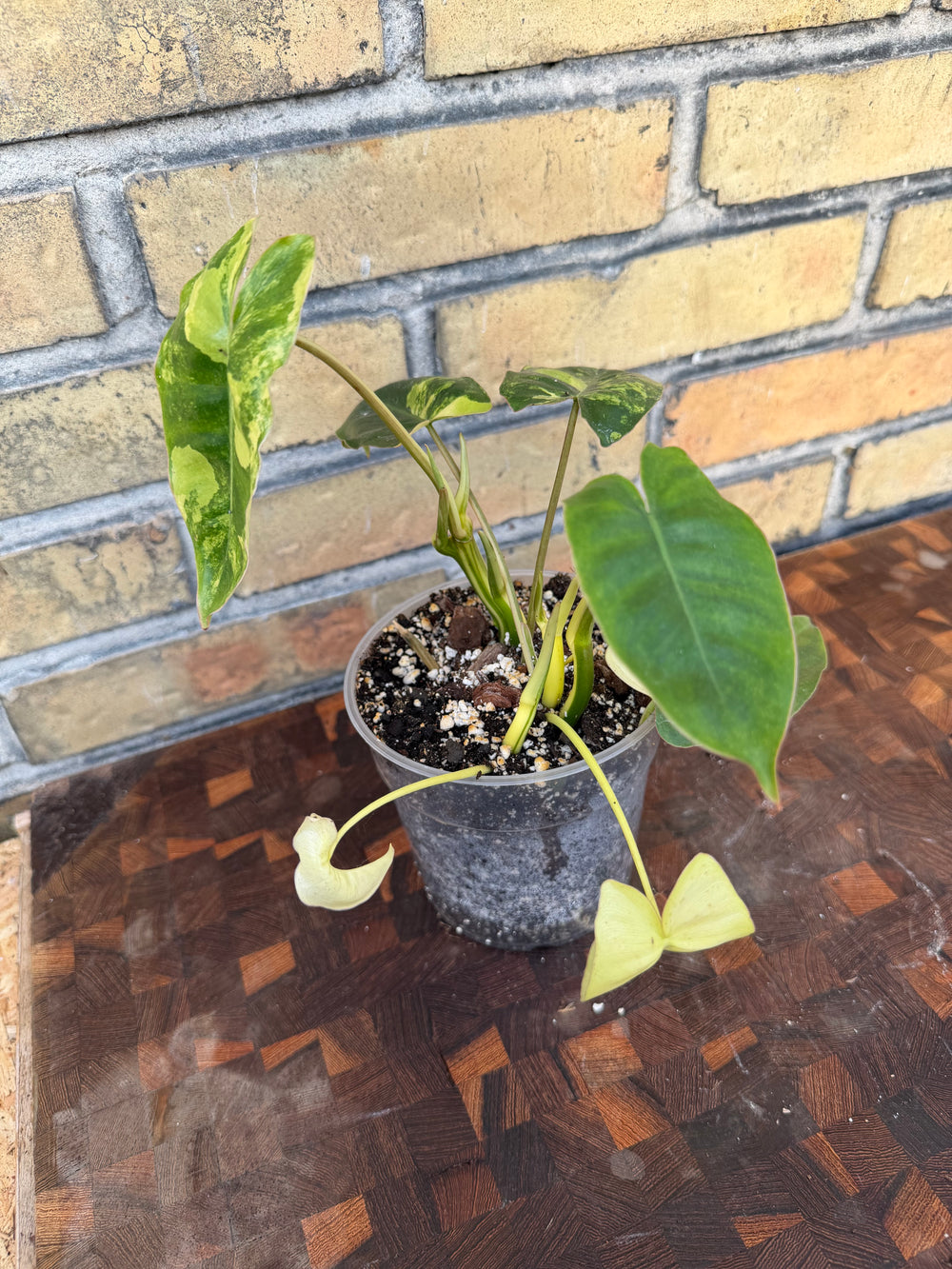 Philodendron burle Marx Varigata