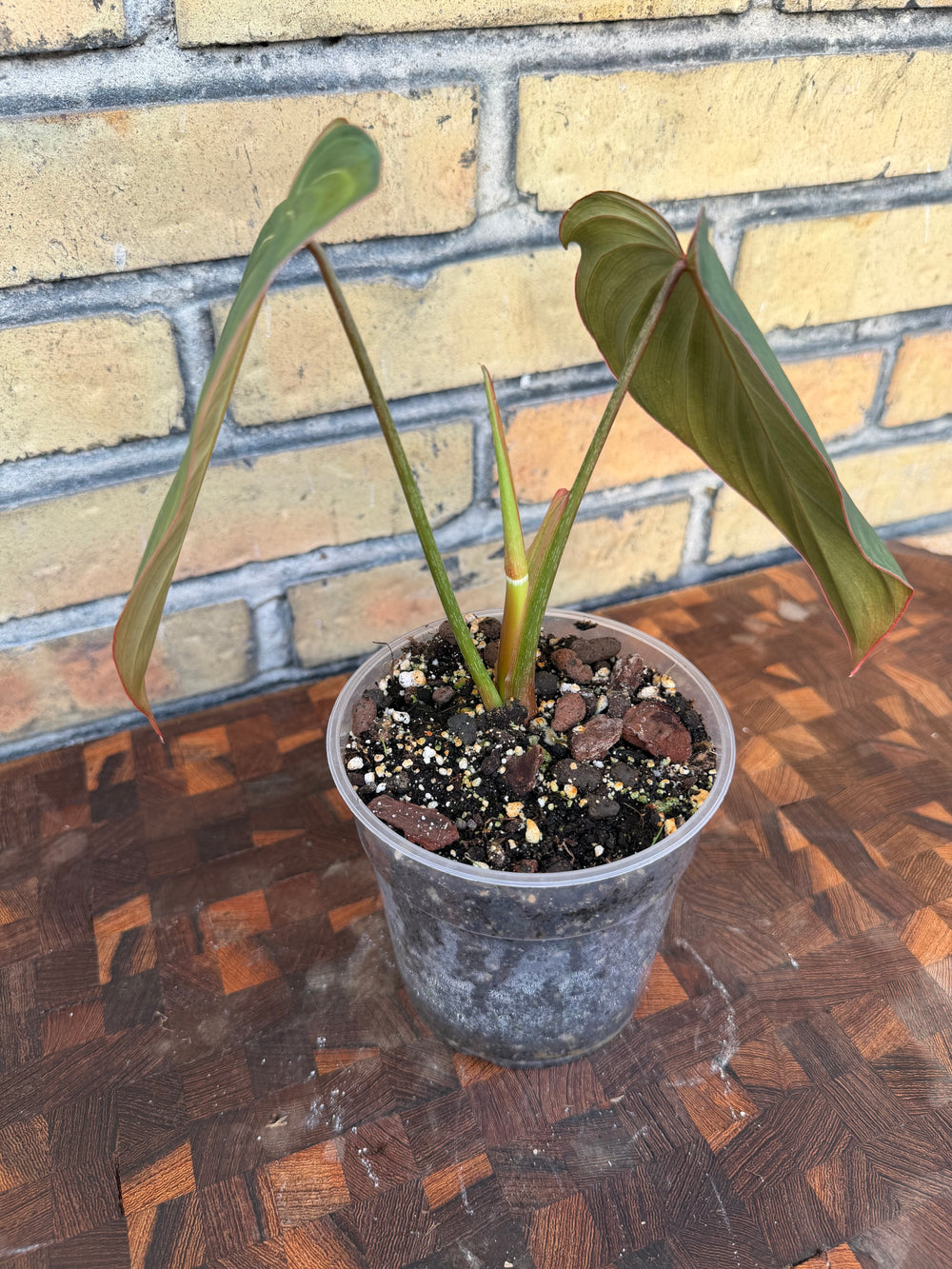 Philodendron glorious