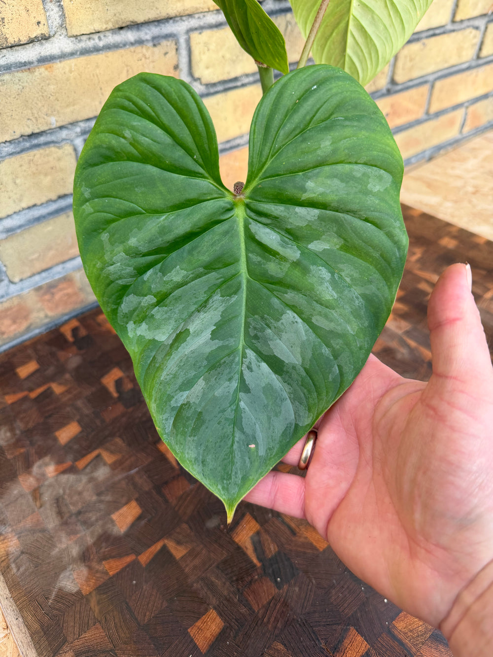 Philodendron majestic