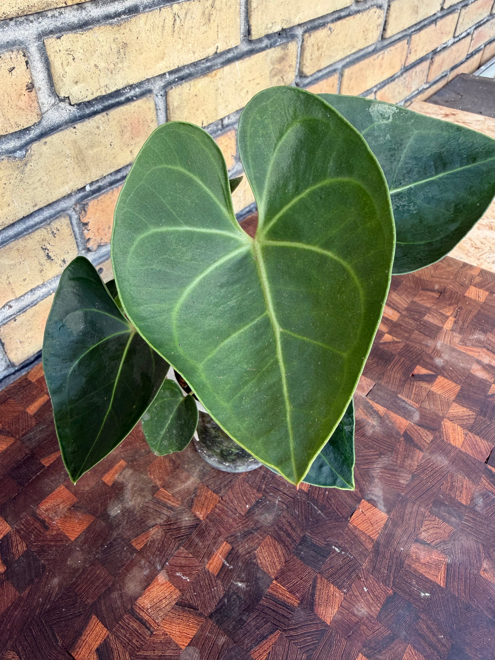 Anthurium clarinervium hybrid