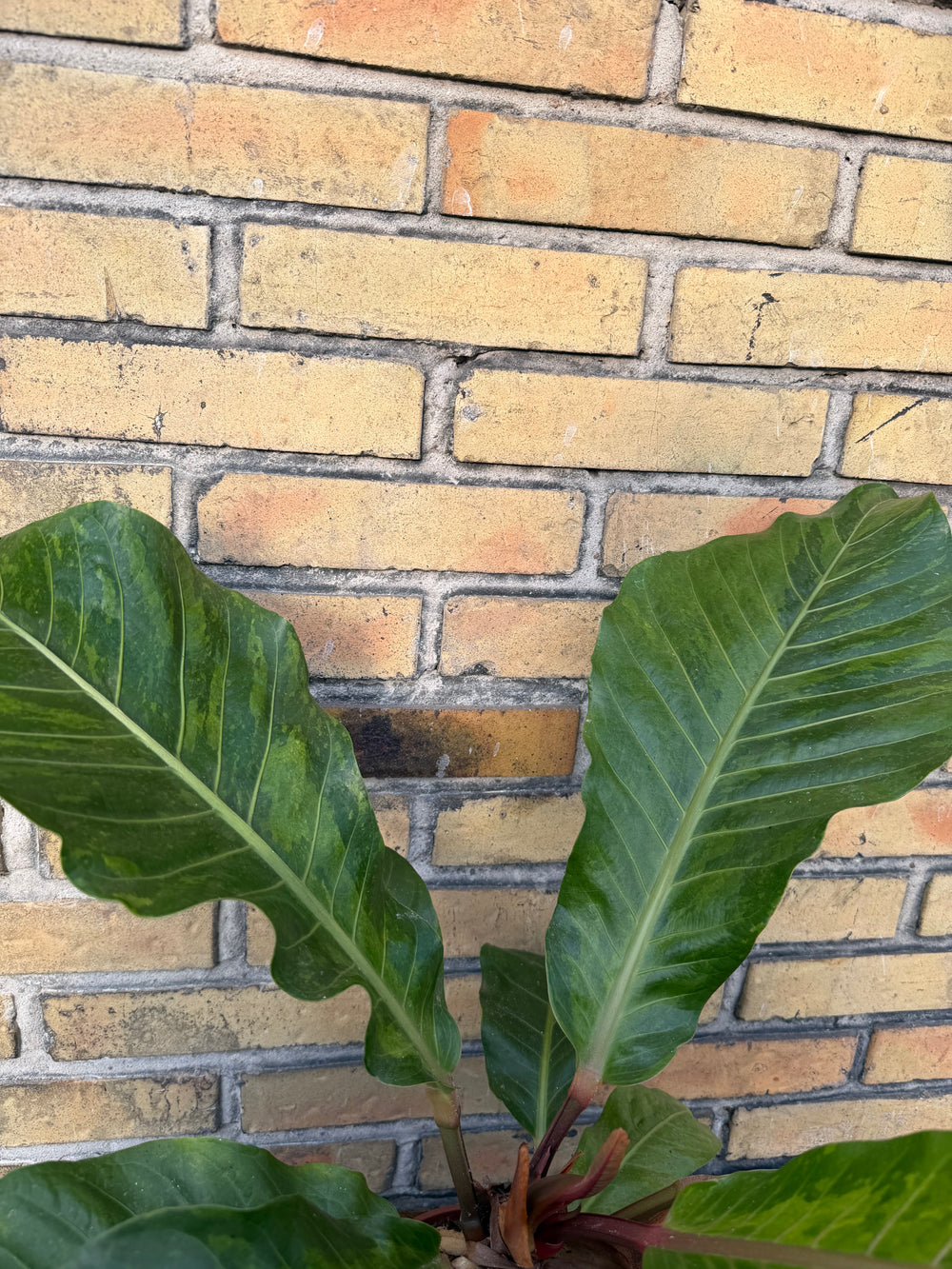 Anthurium renaissance Varigata XXL