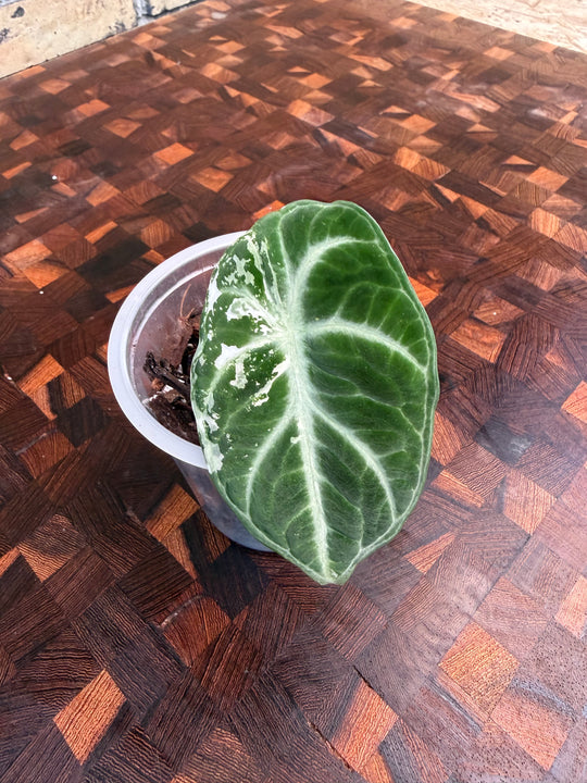 Alocasia Ninja albo