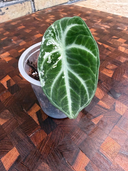 Alocasia Ninja albo