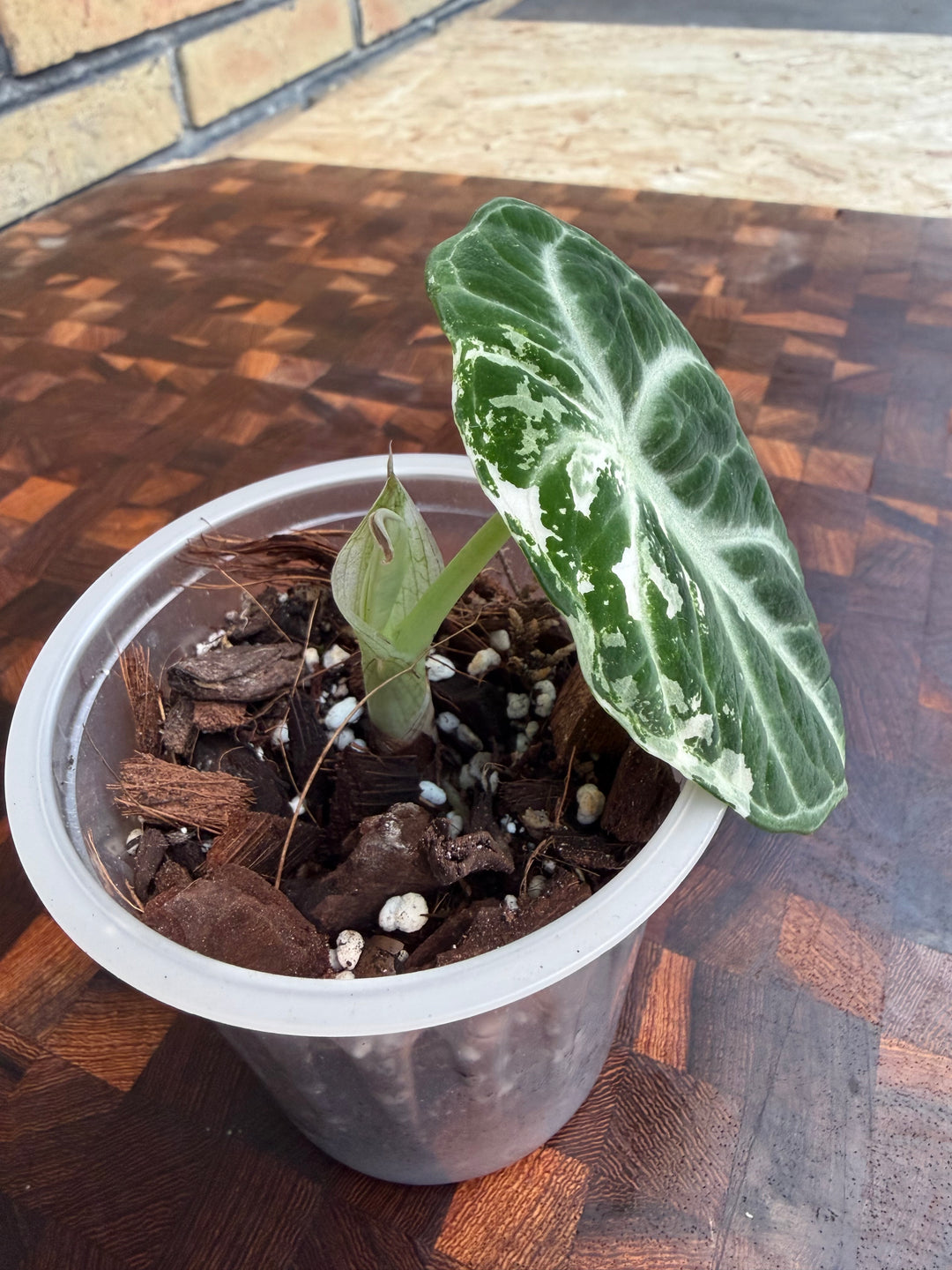 Alocasia Ninja albo